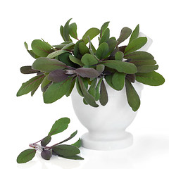 Image showing Sage Herb Leaves