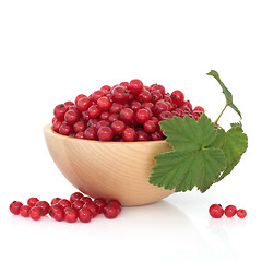 Image showing Red Currants