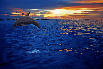 Image showing Dolphin jumping