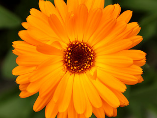 Image showing Calendula