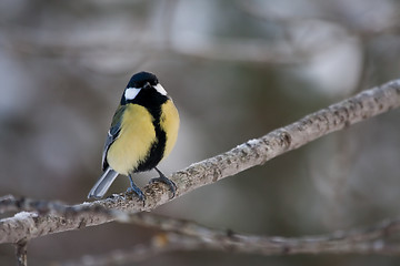 Image showing Great tit