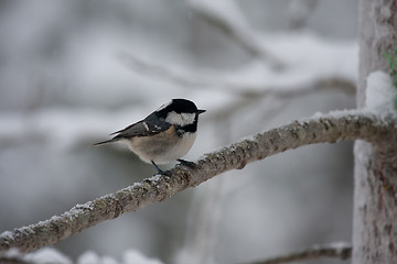 Image showing Coal tit