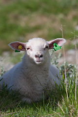 Image showing lamb