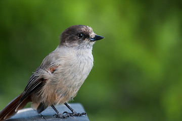 Image showing Siberian jay