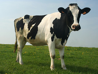 Image showing cow