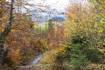 Image showing Autumn forest