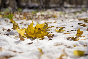 Image showing Autumn leaf