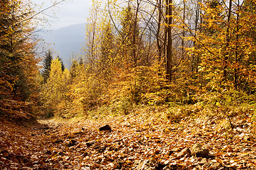 Image showing Autumn forest