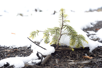 Image showing Evergreen tree 