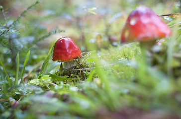 Image showing Amanita