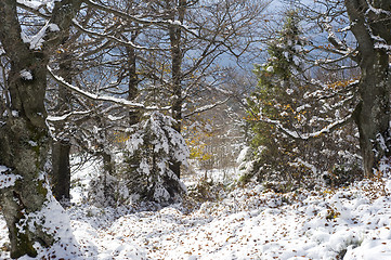 Image showing Winter landscape