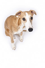 Image showing whippet