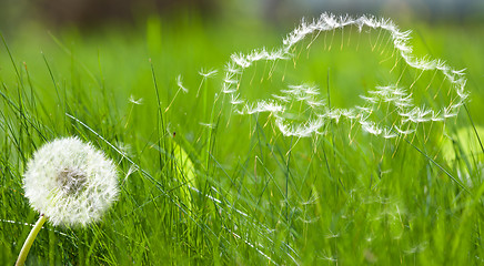 Image showing Flying dandelion's seed form of a car