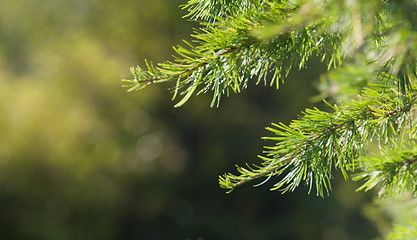 Image showing juniper close up background