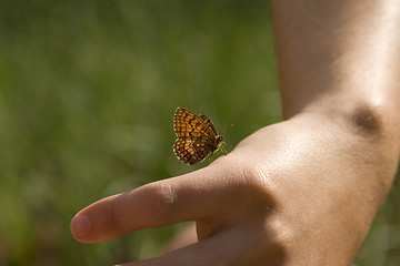 Image showing yellow and brown butterfly