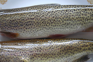 Image showing Trout Closeup