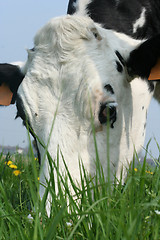 Image showing cow