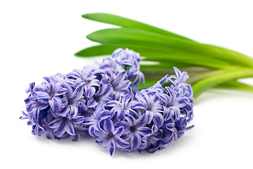 Image showing Blue hyacinth isolated on white 