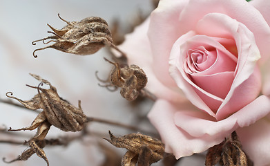Image showing Pink rose and withered plant