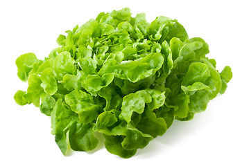 Image showing Butterhead lettuce isolated on white background