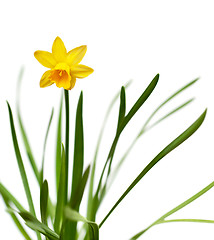 Image showing Yellow daffodil isolated on white