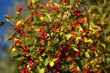 Image showing Autumn colors