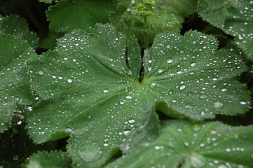 Image showing Raindrops