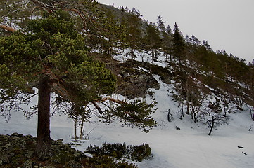 Image showing Wilderness in winter