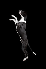Image showing Beautiful mixed breed dog, standing over white background
