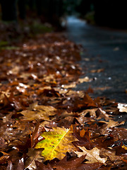 Image showing Autumn leafs