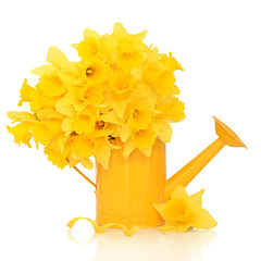 Image showing Daffodil Flower Beauty