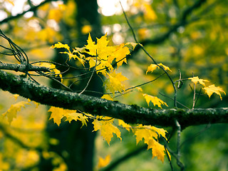 Image showing Autumn leafs