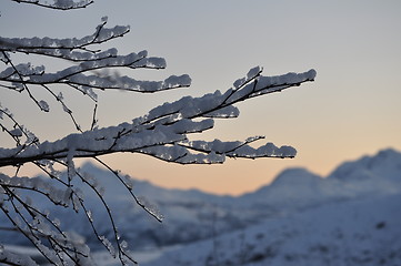 Image showing snowy branch