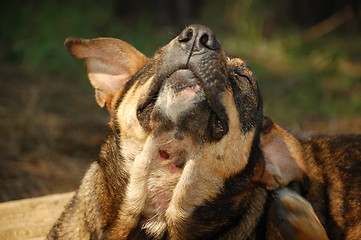 Image showing stray dog scratching