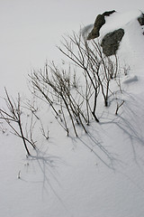 Image showing Sticks and rocks poking through the snow