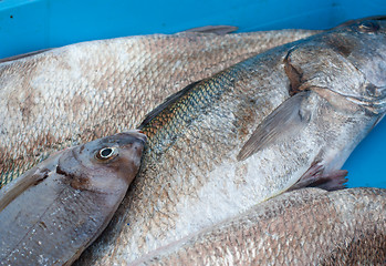 Image showing Fresh catch