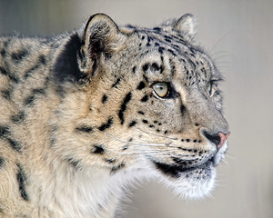 Image showing Snow leopard