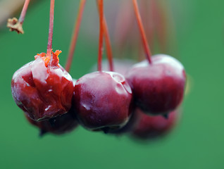 Image showing Crabapple fruit