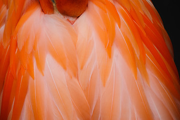 Image showing Flamingo