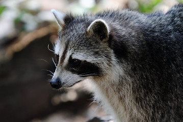 Image showing Raccoon