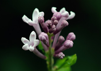 Image showing Flower buds