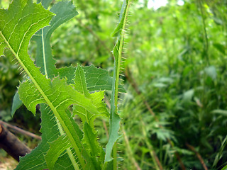 Image showing Green plant background