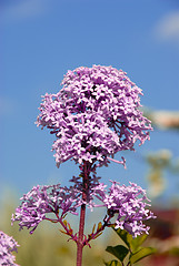 Image showing Lilac Branch