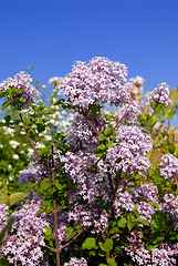 Image showing Lilac Bush