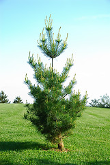 Image showing Little Pine Tree