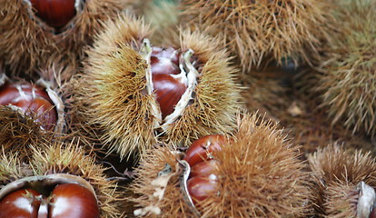 Image showing Chestnuts