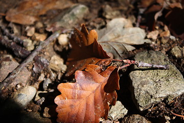 Image showing Autumn leaf