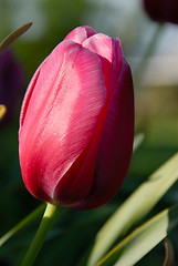 Image showing Beautiful Tulip