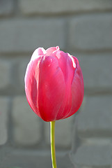 Image showing Pink Tulip