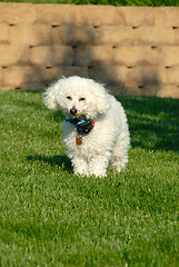 Image showing Sleepy Poodle Dog